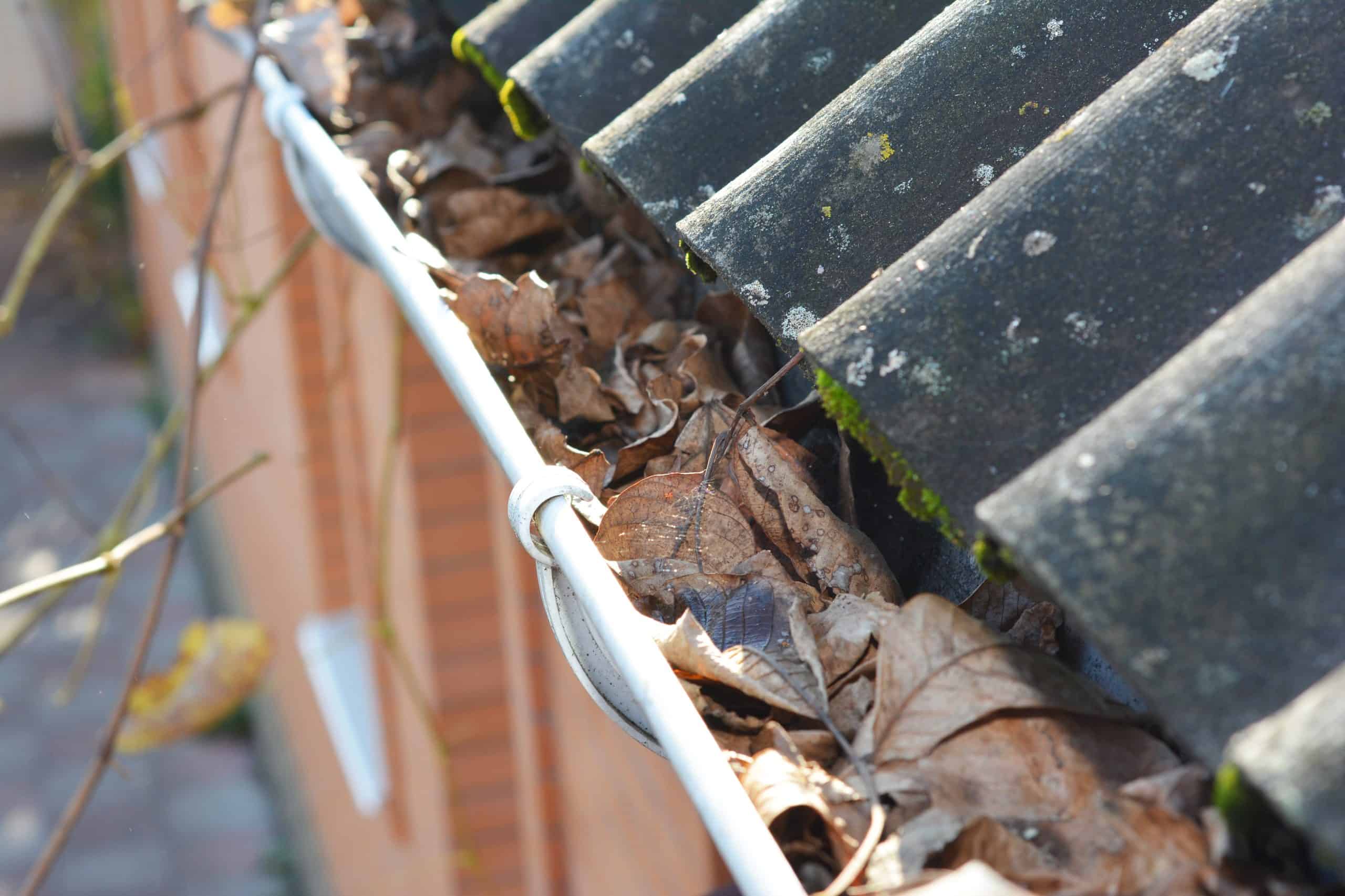 A gutter filled with dried leaves alongside a tiled roof suggests the need for gutter repair. The brown leaves are thickly packed, and moss adorns the tiles. Behind it all, a brick wall stands firm while blurred branches sway gently in the background.